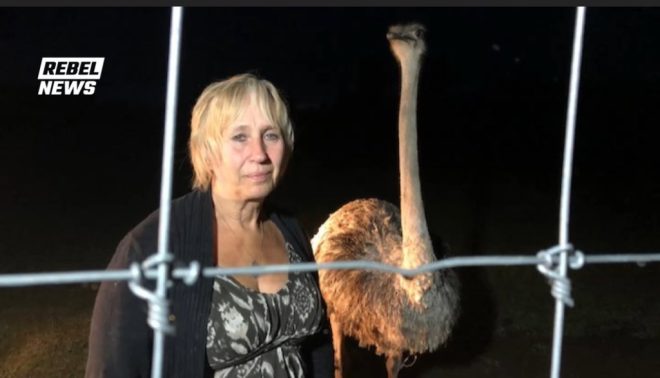 Breaking: Healthy Ostriches Face Mass Cull Amid Power Outage! — Ostrich farm crisis, Universal Ostrich Farms news, animal welfare emergency 2025
