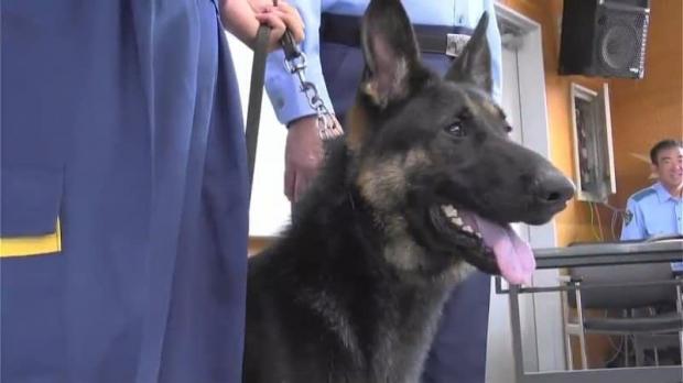"Police Dog Walt, a Hero in Heaven: Controversy Surrounds Death of Outstanding K9" —  
Heroic police dog, Walt, tribute
K9 tribute, Walt, police hero
Police dog memorial, Walt, K9 tribute