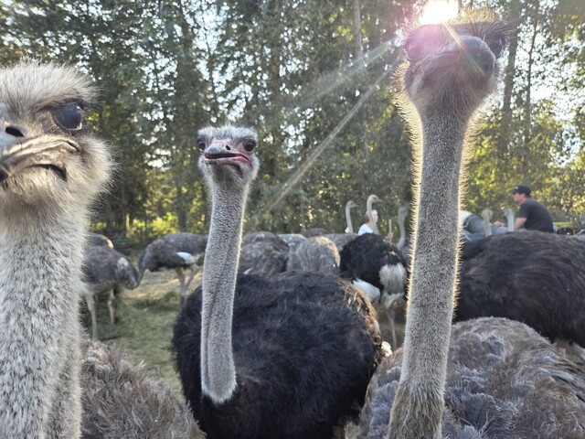 🚨 Shock and Outrage: Ostrich Mass Killing Spree Uncovered! 🚨 —  Advocacy for Animal Rights, Urgent Call to Action, Mobilize Community Support