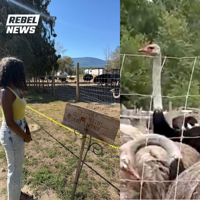Shocking Ostrich Farm Raid: CFIA Task Force Mobilizes! — Ostrich Farming Updates, CFIA Task Force News, Vancouver Agricultural Alerts