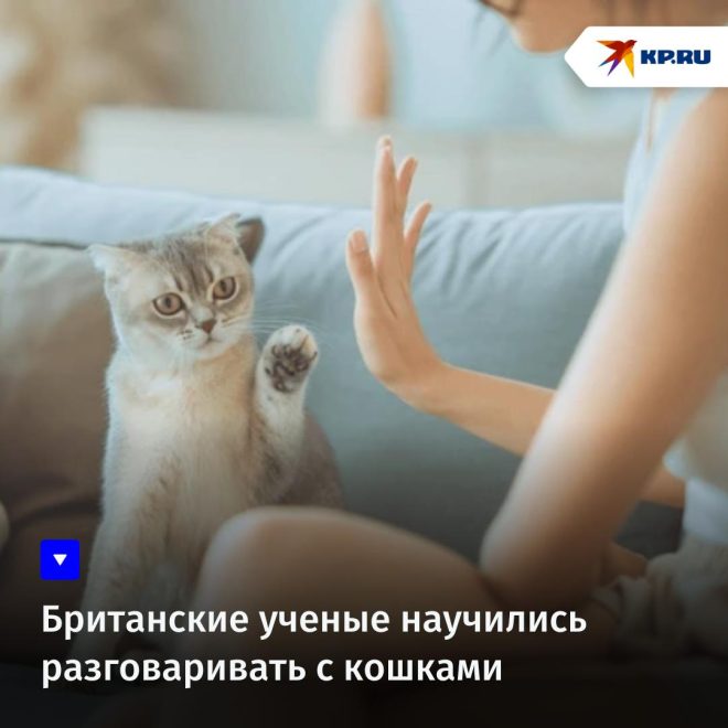 "Секрет общения с питомцами: открытие психологов из Суссекса! #интересно" — Психологические эксперименты, Техники общения с животными, Ученые из Суссекса
