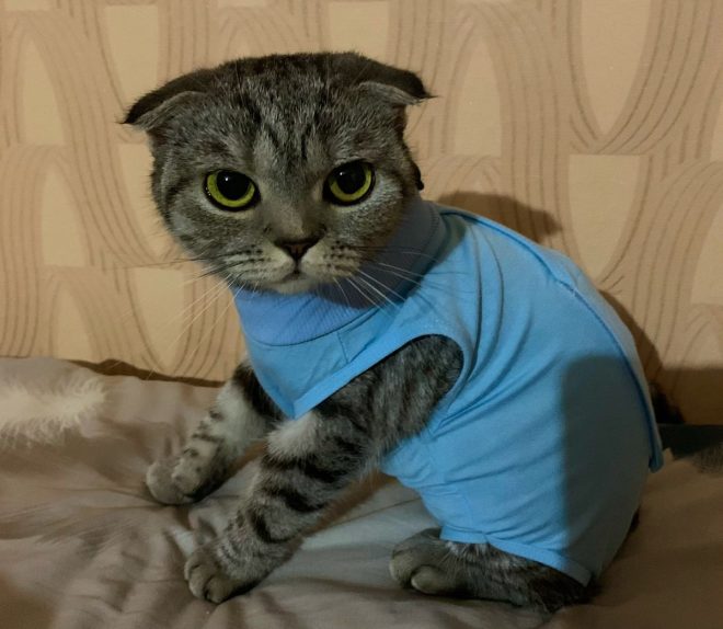 "Тайна Бони: ушной клещ и сердечко стабильно! 🤔" — Ушной клещ лечение, заживление шва, здоровье питание
Боня здоровье, ушной клещ дети, ушной клещ лечение
Боня ушной клещ, заживление шва, здоровье детей
