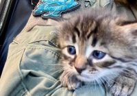Эксплозия! Какой секрет скрывает котенок Тротил? 🐱💥 @lesnoy16 —  Разминирование опорного пункта, фронтовый питомец, позывной Тротил