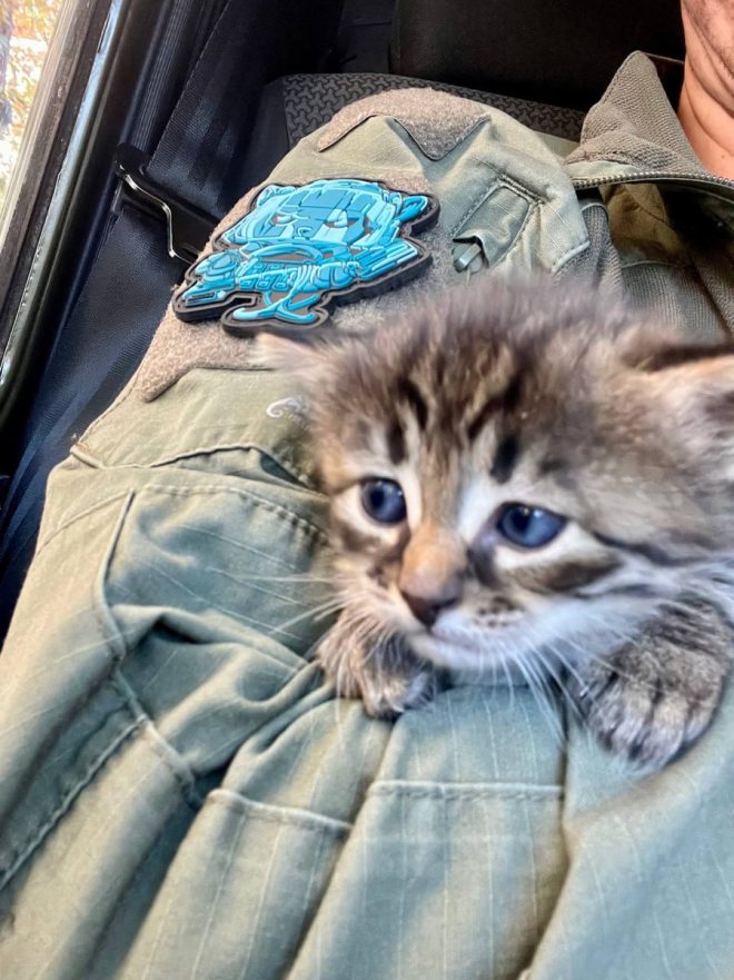 Эксплозия! Какой секрет скрывает котенок Тротил? 🐱💥 @lesnoy16 —  Разминирование опорного пункта, фронтовый питомец, позывной Тротил