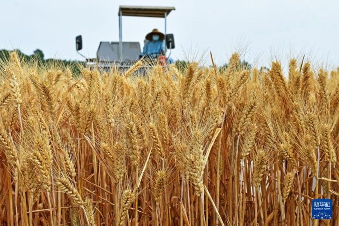 中國糧食產量突破新高，背後有何秘密？ —  糧食安全戰略, 農業現代化發展, 中國農產品出口增長