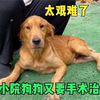 住院狗狗欠费单与小院狗急病的抉择 — 住院狗狗医疗费用, 狗狗突发疾病处理, 宠物急救知识