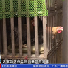 佛山饭店后巷养鸡？背后真相揭晓！ —  佛山养鸡事件, 公共后巷管理, 粤语新闻热点