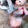 小猴子为什么抱猫失败竟引发大事件？ —  小猴子与猫咪互动, 可爱动物搞笑视频, 猫咪情感故事