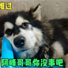 小院危机：阿峰意外与狗狗的紧急反应！ —  小院意外事件, 狗狗保护主人, 阿峰惊险故事