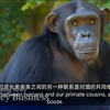 每日英语新闻：你绝对想不到的惊人头条！ —  每日英语新闻, 中英字幕学习, 哔哩哔哩英语频道