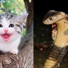 流浪猫能防蛇？媒体真这么无脑吗？ —  流浪猫保护, 媒体责任, 毒蛇防治策略
