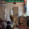 狗狗求救！女生低血糖晕倒惊险瞬间 —  低血糖急救方法, 狗狗救助主人, 家中突发意外处理技巧