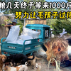 狗粮危机逆转，千斤粮食如何改变命运？ —  狗粮供应紧张, 宠物救助行动, 养犬生活技巧