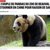 突发！欢欢园子回国背后的秘密是什么？ —  大熊猫健康问题, 动物园大熊猫回国, 欢欢园子返回中国