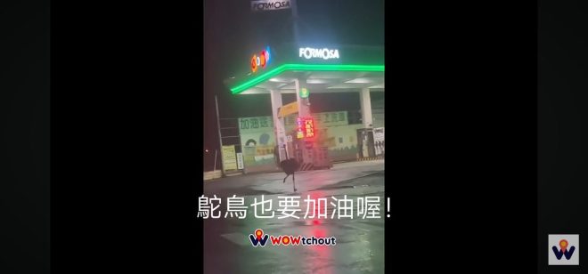 鴕鳥逃跑10公里！背後真相竟是… —  鴕鳥逃跑事件, 宜蘭寵物故事, 雷聲驚嚇反應