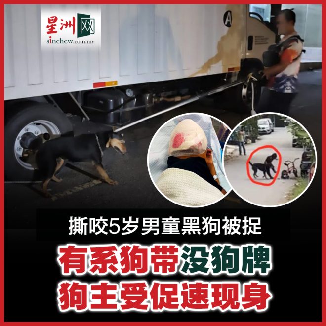 黑狗袭击男童，真相背后隐藏了什么？ —  黑犬袭击事件, 无狗牌宠物管理, 狗主人责任问题