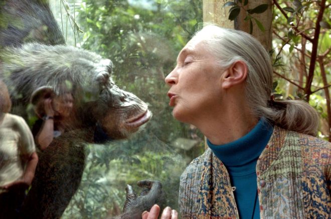 Death of Jane Goodall: Renowned Primatologist Passes at 91