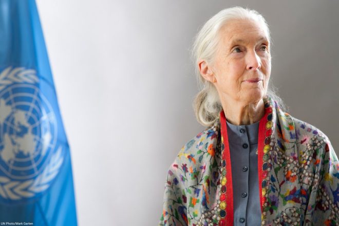 Dr. Jane Goodall: A Legacy or a Burden for Humanity? —  Dr. Jane Goodall tribute, conservation legacy 2025, UN Messenger of Peace remembrance