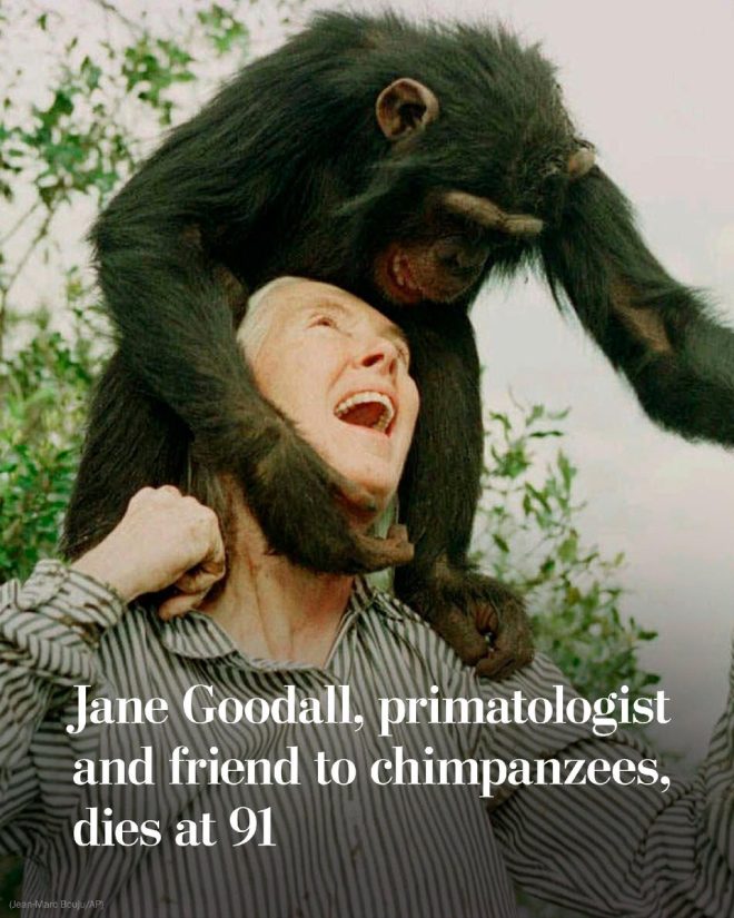 "Renowned Primatologist Jane Goodall Passes Away at 91, Leaving a Legacy of Controversial Discoveries" —  Jane Goodall legacy, primatology pioneer, chimpanzee research revolutionized