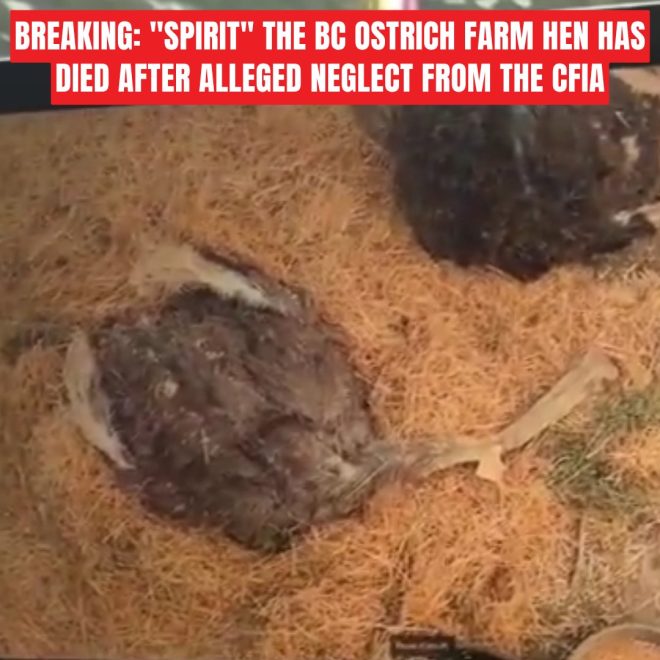 "Shocking: Hen 'Spirit' Dies at BC Ostrich Farm Amid CFIA Neglect Allegations, Owners Denied Last Goodbye - Investigation Underway" —  hen neglect scandal, BC farm tragedy, animal welfare controversy